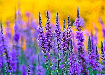 暴雪计划未来持续支持《暗黑破坏神4》 每年都有资料片